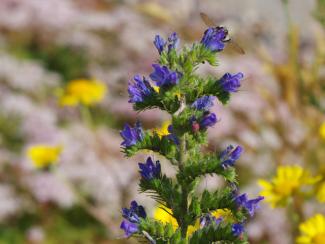 Bee on Echium vulgare